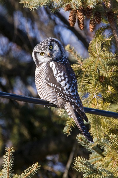 IMG_6704c.jpg - Northern Hawk-Owl (Surnia ulula)